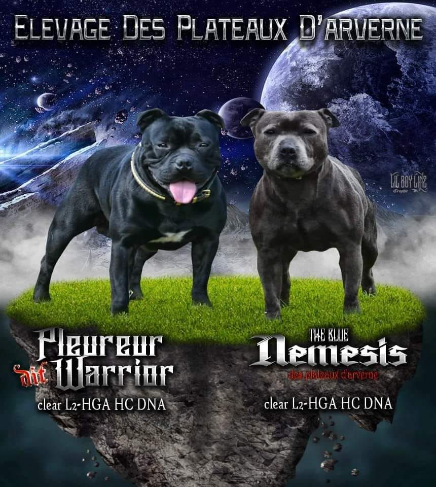 chiot Staffordshire Bull Terrier Des Plateaux D'arverne