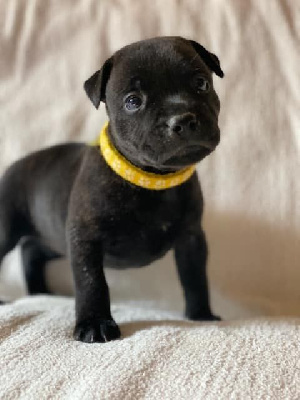 Collier Jaune