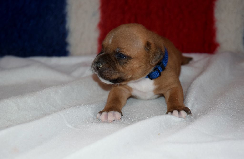 Des Plateaux D'arverne - Staffordshire Bull Terrier - Portée née le 31/03/2020