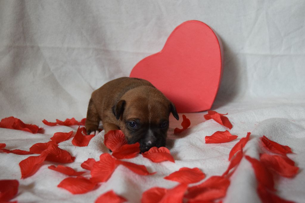 Des Plateaux D'arverne - Staffordshire Bull Terrier - Portée née le 24/01/2022