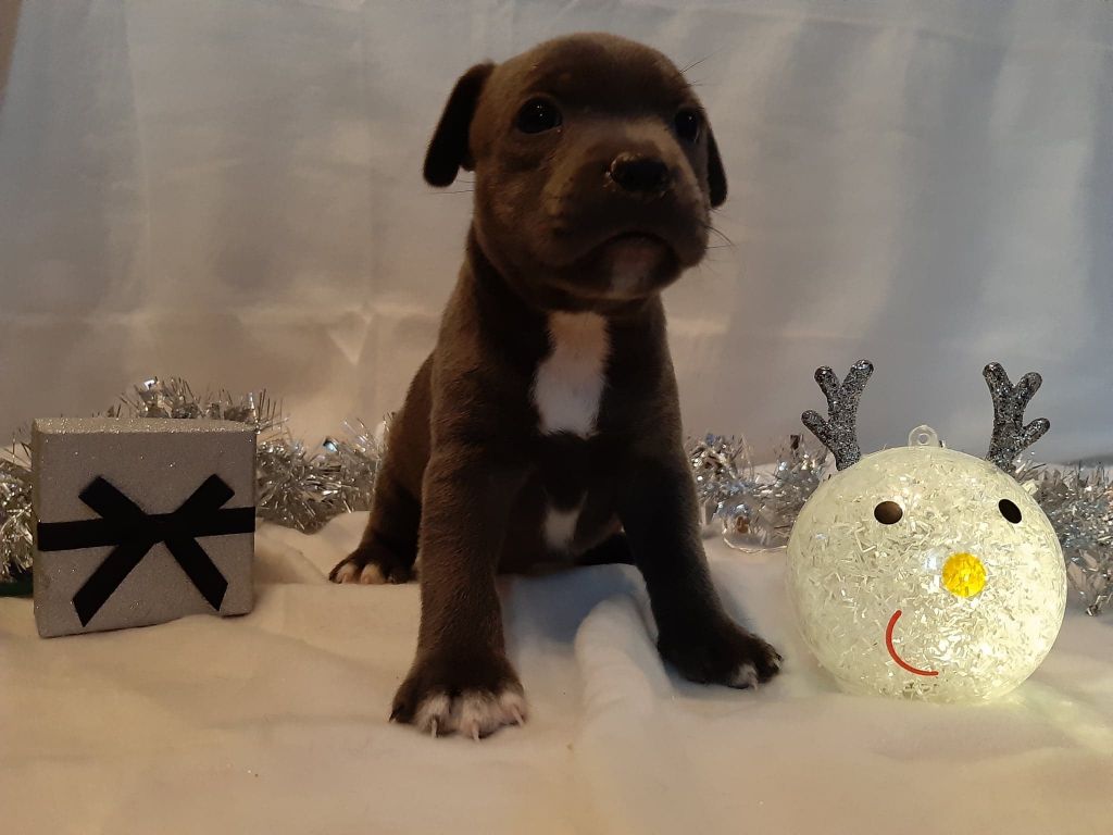 Des Plateaux D'arverne - Staffordshire Bull Terrier - Portée née le 20/10/2019